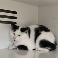 MARGUERITE, chatte à adopter