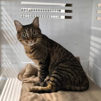 BELINA, chatte à adopter