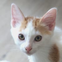 SAKE, chat à adopter