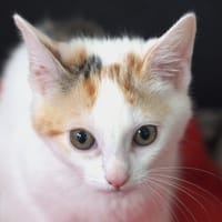 CALVA, chatte à adopter