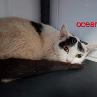 Océania, chatte à adopter