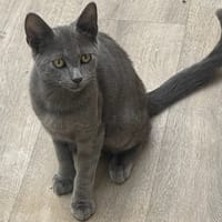 PRINCE, chat à adopter