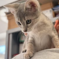RHI, chatte à adopter