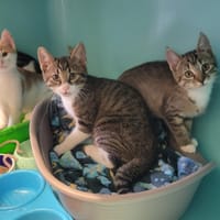 Miko, chat à adopter