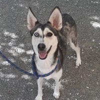 Roxy, chienne à adopter