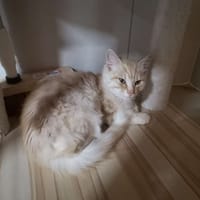 UNIVERS réservé, chat à adopter