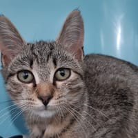 Seville, chatte à adopter