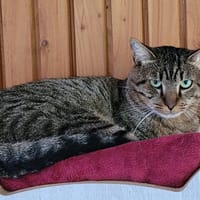 ZUFOLO, chat à adopter