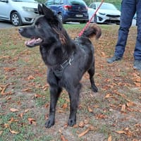 GRIZOU, chien à adopter