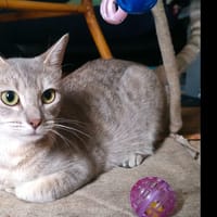AKIRA, chatte à adopter