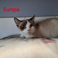Europa, chatte à adopter