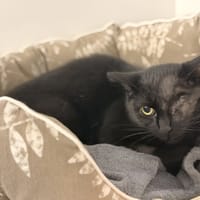TURTLE, chatte à adopter