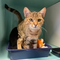 BAYA, chat à adopter
