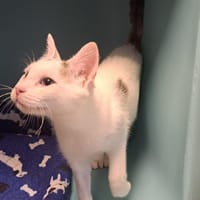 BLACK CAT WIDOW, chatte à adopter
