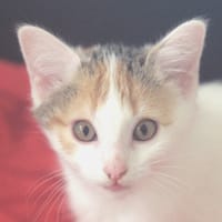 Kirsch, chatte à adopter