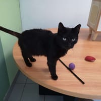 PANTHERE, chatte à adopter