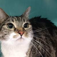 Cerise, chatte à adopter