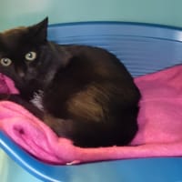 Baguette, chatte à adopter