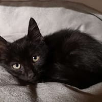 UKAR, chat à adopter