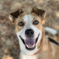 MAZE, chienne à adopter