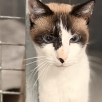 POP CORN, chat à adopter