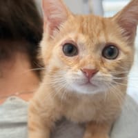 SLOANE, chatte à adopter