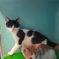 Miki, chat à adopter