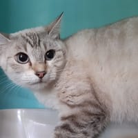 Bouldepoil, chatte à adopter