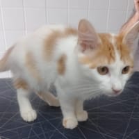 DEDE, chat à adopter
