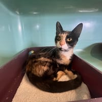 LUCY, chatte à adopter
