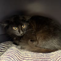 GYPSIE, chatte à adopter