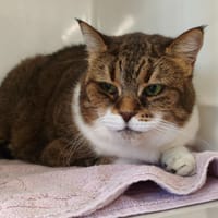 KOOKIA, chatte à adopter