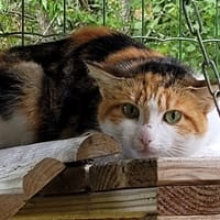 FLUFFY, chatte à adopter