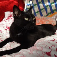 Milo, chat à adopter