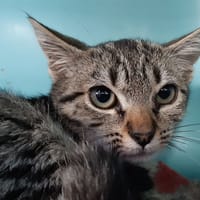 Mousse, chat à adopter