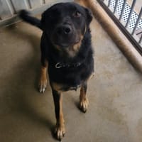 Bonnie, chienne à adopter