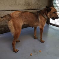 VIVI, chienne à adopter
