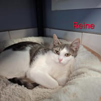 Reine, chatte à adopter