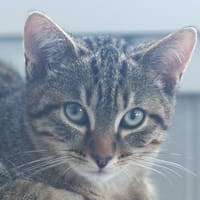 NOX, chat à adopter