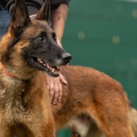 BOUMBO, chien à adopter