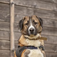 THANOS, chien à adopter