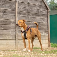 Aroc, chien à adopter