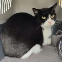 MOEA QCT, chatte à adopter