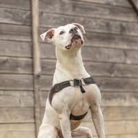 Masta, chien à adopter