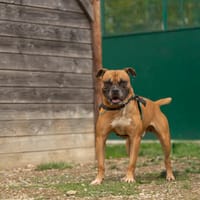 BOUBA, chien à adopter