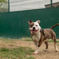 FLOP, chien à adopter