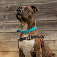 P'TIT BOY, chien à adopter