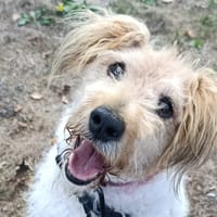 Orion, chien à adopter