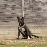 Reglisse, chien à adopter