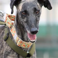 Claudia, chienne à adopter